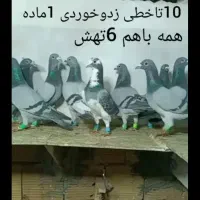 20تاآلمانی گلچین همه باهم دانه550همش 11میلیون تهش