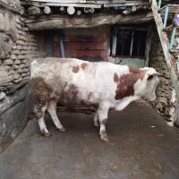 گوساله سیمینتال نر