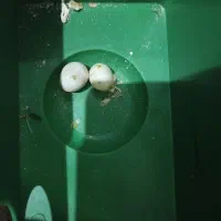 مرغ عشق|پرنده|ابهر, |دیوار