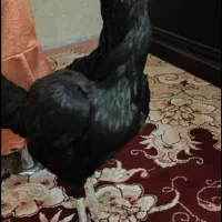 مرغ لاری هندی. اوشامو