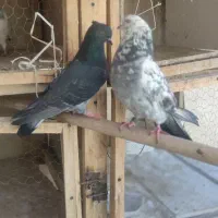 فروش کبوتر|پرنده|اصفهان, فروردین|دیوار