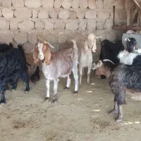 بز کشتار چاق