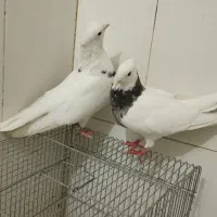 یجفت کبوتر طوقی نر و ماده کار داده و آماده جفتن|پرنده|اصفهان, مارچین|دیوار