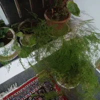 گل بنجامین|گل و گیاه طبیعی|نهاوند, |دیوار