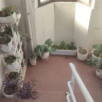 گل آپارتمانی ۱۸ عدد گلدان زیر قیمت|گل و گیاه طبیعی|مشهد, ایثارگران|دیوار