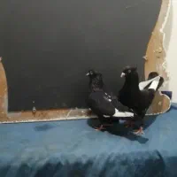 جفت سینه ای درشت|پرنده|اهواز, کمپلو شمالی|دیوار