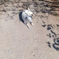 سگ پاکوتاه خوب|سگ|میاندوآب, |دیوار