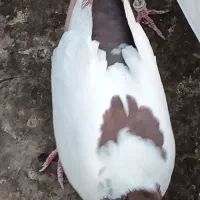 کبوتر تهرانی|پرنده|پاکدشت, پاکدشت (مامازند)|دیوار