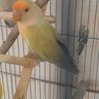 طوطی برزیلی