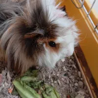 خوکچه هندی خانگی