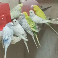 مرغ عشق های رنگارنگ|پرنده|قائم‌شهر, |دیوار