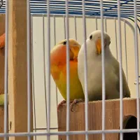 کوتوله برزیلی جوجه