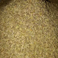 زیره سبز درجه یک