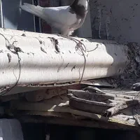 کبوتر|پرنده|سرپل ذهاب, |دیوار