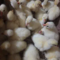 جوجه غازمحلی و دو رگه و جوجه قوغاز