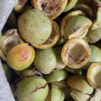 پوست گردو تر|خوردنی و آشامیدنی|شیراز, شهرک بهار|دیوار