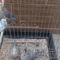 طوطی عروس|پرنده|قم, دورشهر|دیوار