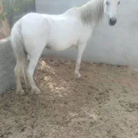 واگزاری اسب پونی|اسب و تجهیزات اسب‌سواری|شاهرود, |دیوار