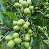 نهالستان گردو و بادام دیرگل و پربار پالیز