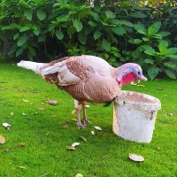 بوقلمون نر    به فروش می رسد