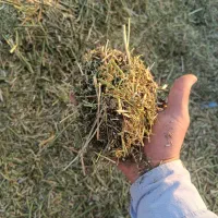 یونجه پر برگ|حیوانات مزرعه|رامهرمز, |دیوار