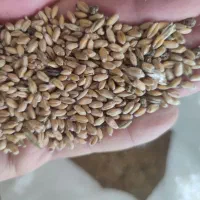 گندم فروشی