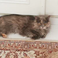 گربه پیدا شده|حیوانات|قزوین, |دیوار