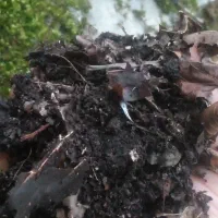 خاک برگ گل وگیاه