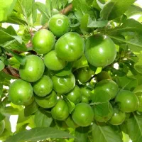 انواع نهال بن دار و نهال لیبل دار