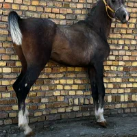 اسب عرب مصری