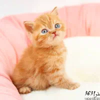 فروشگاه میوشاپ گربه اسکاتیش/بریتیش/پرشین