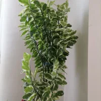 گل پدیلانتوس