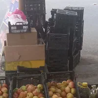فروش سبد میوه ۴۰عدد