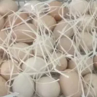 تخم مرغ محلی اصل