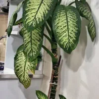 گل دیفن باخیا قدبلند،سالم و پر برگ