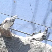 کبوتر پرشی ساعت پر|پرنده|کرمان, |دیوار