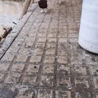 کلفه|پرنده|گرمی, |دیوار