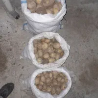 سیب زمینی تازه امروز