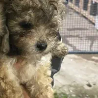 توله سگ زیبا|سگ|سنگر, |دیوار