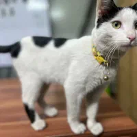 گربه|گربه|فردیس, منظریه|دیوار