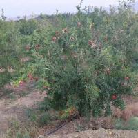 زمین باغ اناربفروش میرسد فوری فوری
