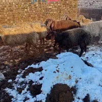 بره نر|حیوانات مزرعه|تربت جام, مسکن مهر|دیوار