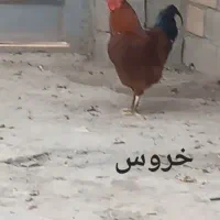 مرغ خروس