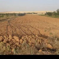گندم بذری