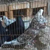 پنچ تا کبوتر نر