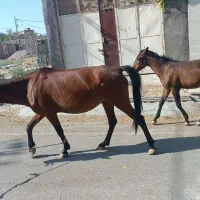 اسب و کُره اسب
