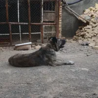 واگذاری سگ نگهبان