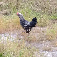 خروس برهما معاوضه ای