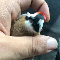 قناری نر سهره محاجر