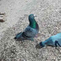 سبز پولکی آلمانی